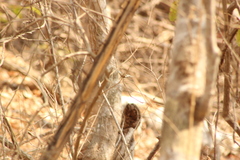 Protographium epidaus fenochionis