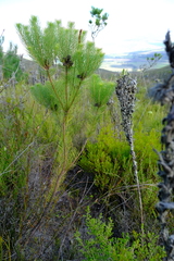 Sorocephalus pinifolius
