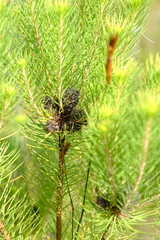 Sorocephalus pinifolius