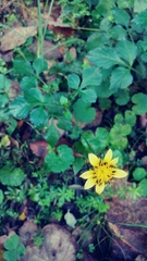 Bidens ostruthioides