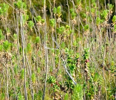 Cryptillas victorini
