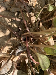 Hexastylis naniflora