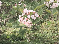 Viburnum carlesii