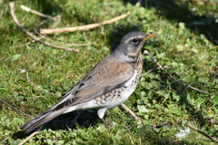 Turdus pilaris