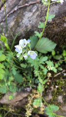 Phacelia dubia