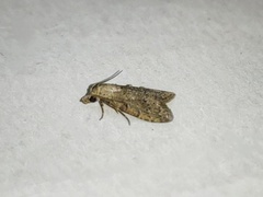 Lepidoptera