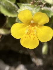 Erythranthe jungermannioides