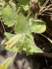 Erythranthe jungermannioides