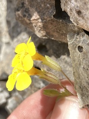 Erythranthe jungermannioides