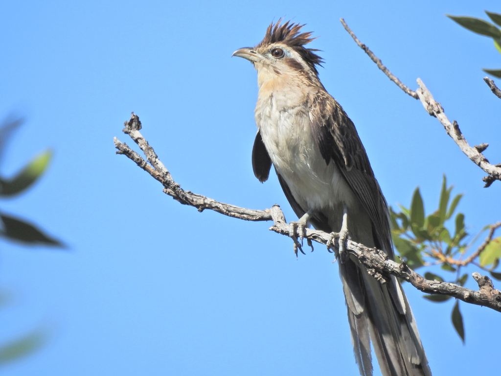 Striped Cuckoo