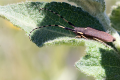 Agapanthia annularis