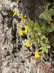 Erythranthe jungermannioides
