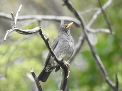 Turdus nigriceps