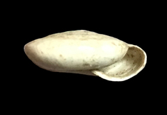 Hiona pilsbryi