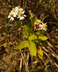 Aster baccharoides