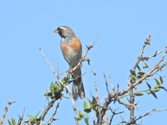 Saltatricula multicolor