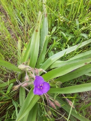 Tradescantia tharpii