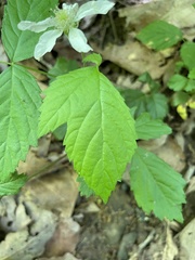 Rubus flagellaris