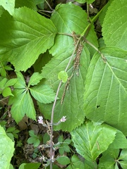 Collinsonia