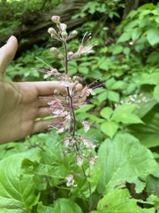 Collinsonia