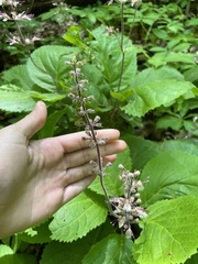 Collinsonia