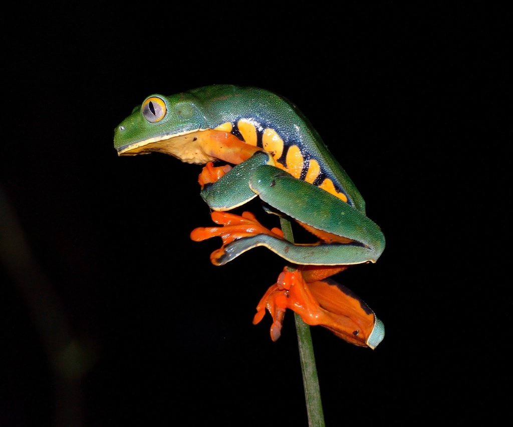 Sylvia's Tree Frog from El Castillo, Río San Juan, NI on September 19 ...