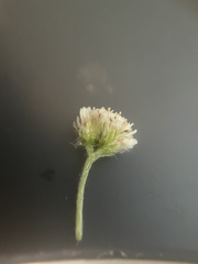 Antennaria plantaginifolia
