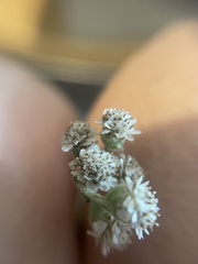 Antennaria plantaginifolia