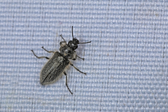 Enicopus