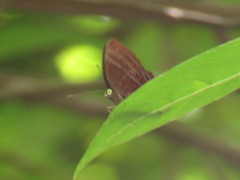Abisara saturata kausambioides