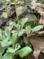 Antennaria plantaginifolia