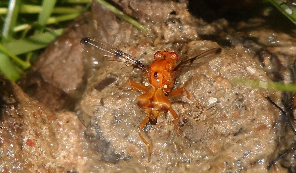 Coilometopia