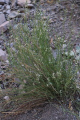 Polygala scoparioides