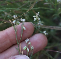 Polygala scoparioides