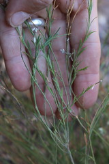 Polygala scoparioides