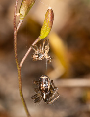 Hypsosinga albovittata