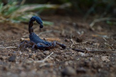 Centruroides margaritatus