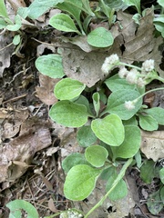 Antennaria plantaginifolia