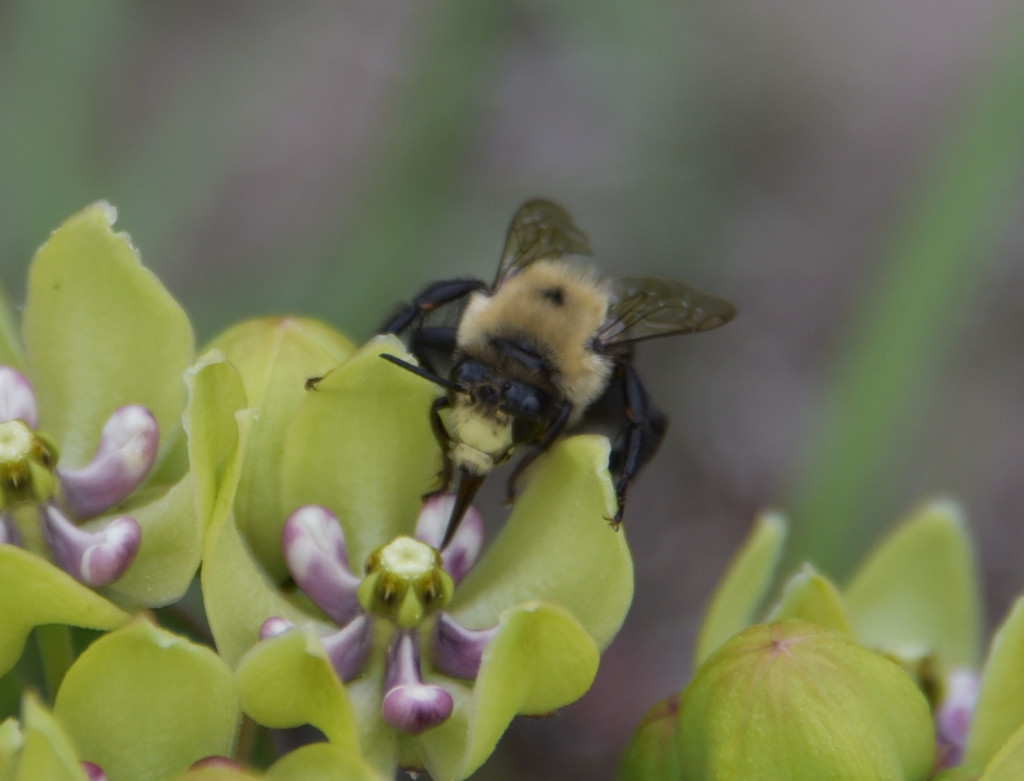 Abrupt Digger Bee