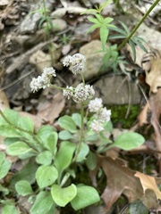 Antennaria plantaginifolia