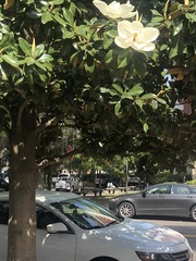 Magnolia grandiflora