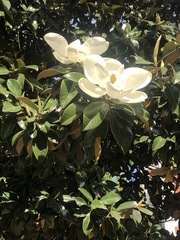 Magnolia grandiflora