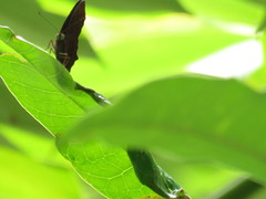 Abisara saturata kausambioides