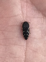 Acmaeodera ornata