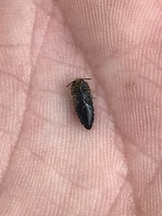 Acmaeodera ornata