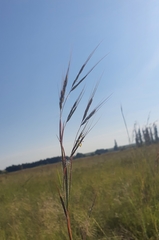 Hyparrhenia filipendula