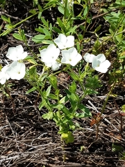 Phlox drummondii