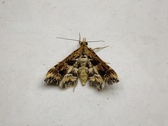 Diasemia