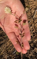 Fothergilla gardenii