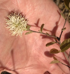 Fothergilla gardenii